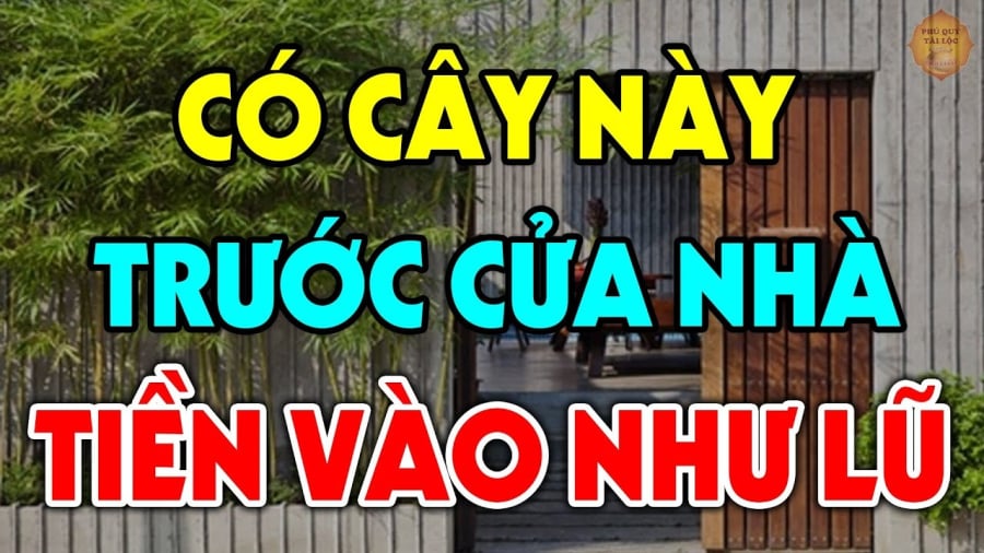 Loại cây 'trấn trạch' - hút Tiền Tài, gia chủ trồng 1 cây trước cửa Lộc Lá đổ về