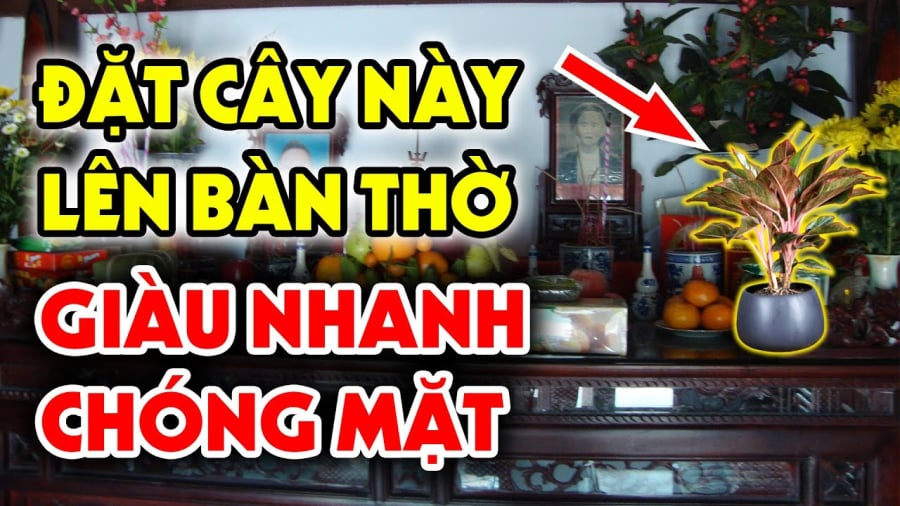 Cây kim tiền đặt lên bàn thờ may mắn giàu có