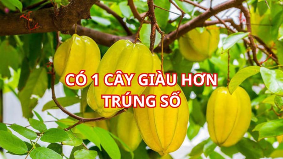 Trồng cây khế nhận được nhiều lợi ích