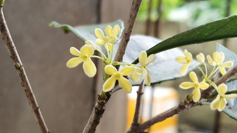 Mộc hương thu hút tài lộc