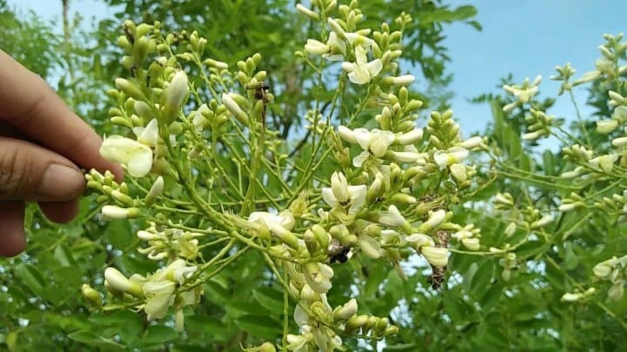 Cây hoa hòe